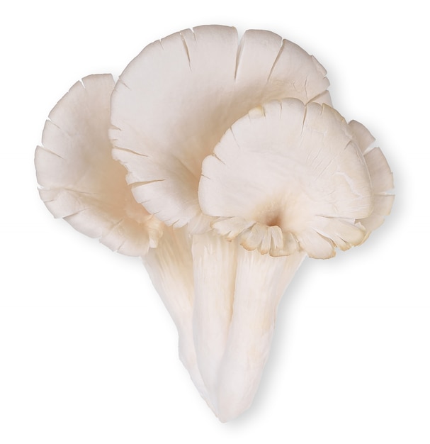 Phoenix mushroom isolated on white background