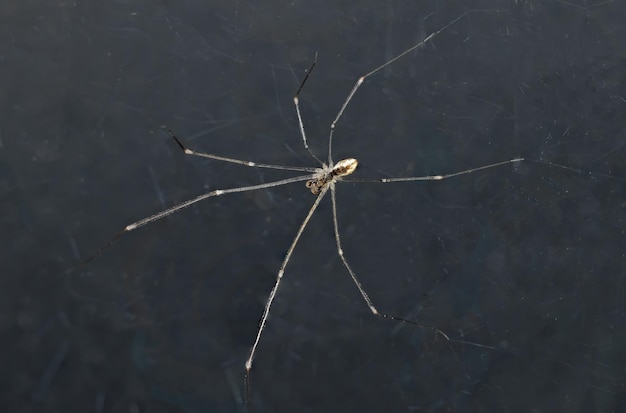 Pholcus phalangioides Daddy long legs spider Cellar Spiders studio shot isolated on black background