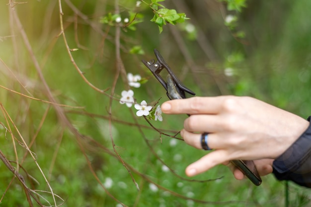 マクロ撮影用の電話レンズ。マクロを手にした携帯電話を持った女性が、植物の写真を撮ります。