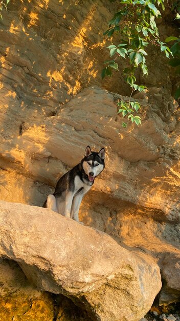 写真 電話の壁紙は砂の洞窟のハスキー犬です