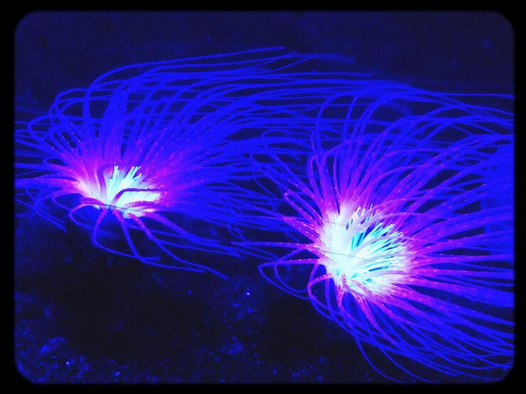 Photo <unk>光する水中生物