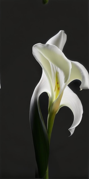 Фото Фото цветок лилии на черном фоне ai