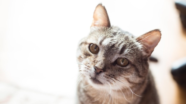 Photo of an adult beautiful cat lying on the floor Cat from the shelter