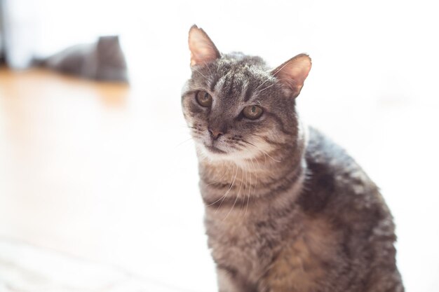 Photo of an adult beautiful cat lying on the floor Cat from the shelter