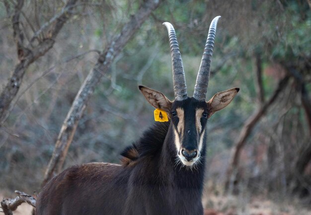 Photo of africa animals antelope