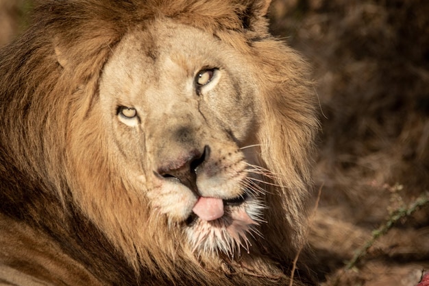 Photo of africa animals big five