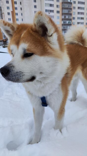 photo of an akita inu dog in the snow