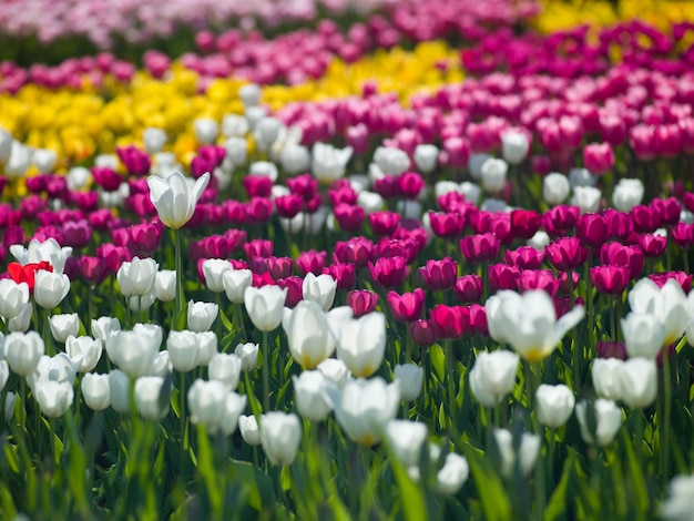 Photo aleek tulips of different colors look beautiful