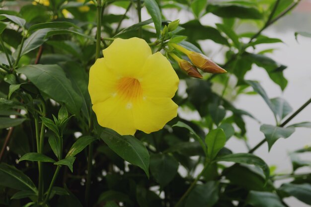 Photo Allamanda Cathartica commonly called golden trumpet common Trumpetvine and yellow Allaman