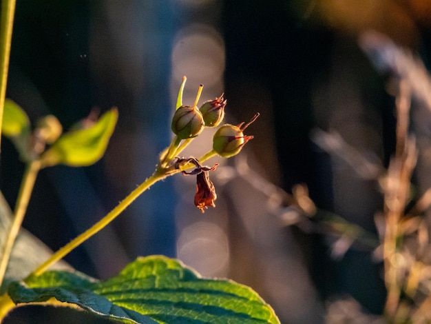 Photo of an anagallis buds on a plant in a sunset lights in a forest