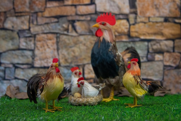 Photo of animals chicken couples