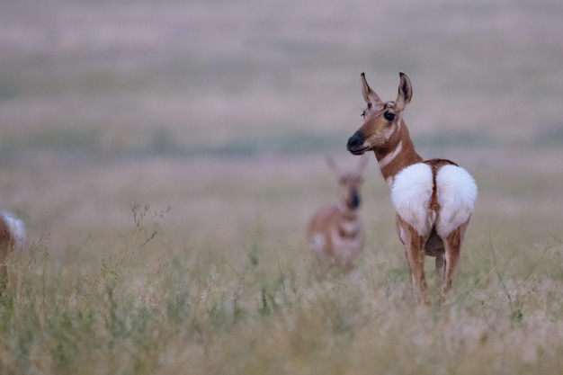 Photo of antelope Photo