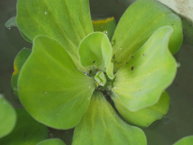 Photo of aphids on the Water Lettuce.