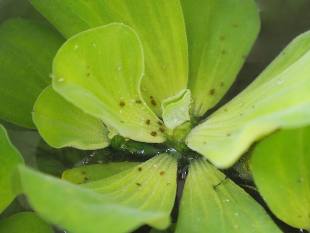 Photo of aphids on the Water Lettuce.