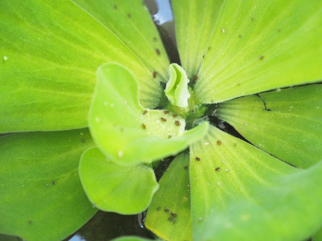 Photo of aphids on the Water Lettuce.