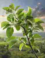 Photo photo of apple tree