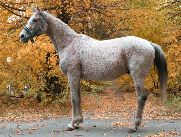 Photo of an Arabian raceline horse in an exterior stand