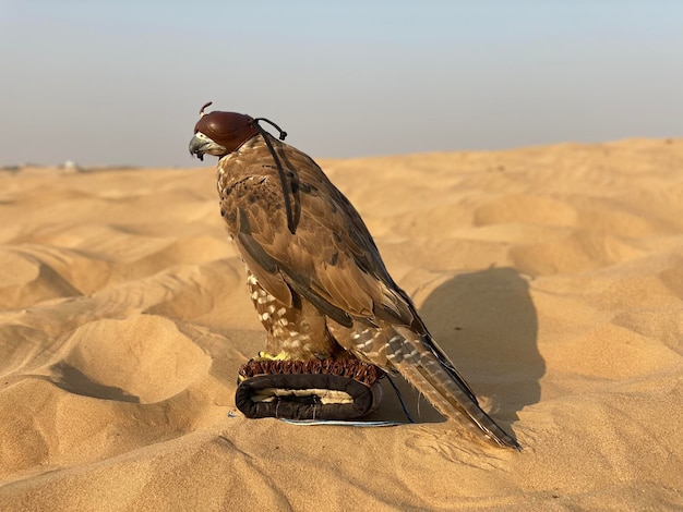 Photo of Arabic falcon bird in the desert