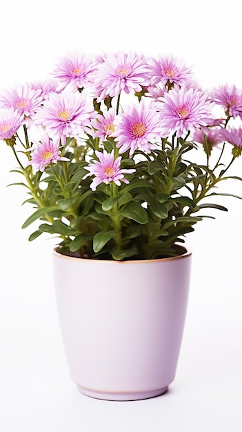 Photo of Aster flower in pot isolated on white background