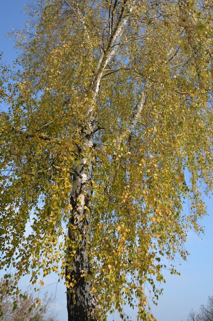 Photo of an autumn birch tree with falling yellow leaves. falling leaves
