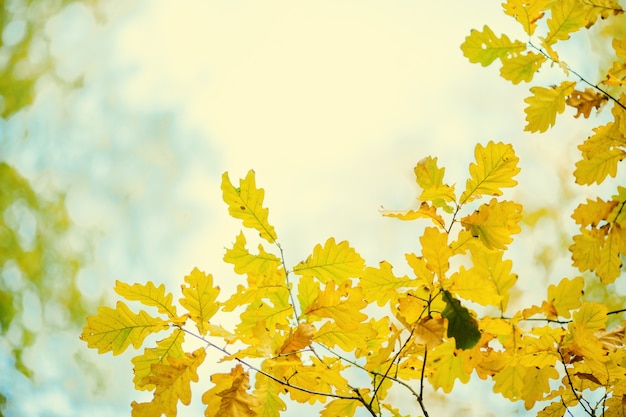 Photo of autumn leaves on blurred background