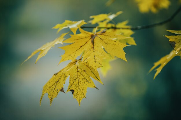 Photo of autumn leaves on blurred background