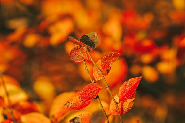 Photo of autumn leaves on blurred background