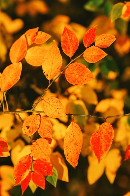 Photo of autumn leaves on blurred background