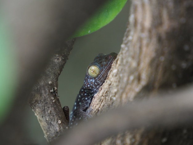 Photo of a baby gecko perched on a tree