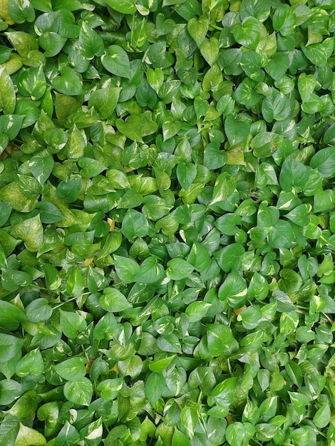 写真 新緑の植物の写真の背景