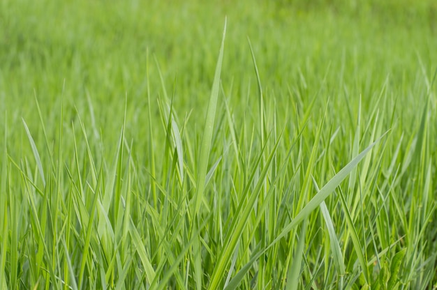 Photo background texture green grass