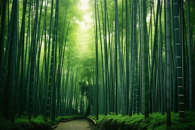 Фото бамбуковый лес в Киото, Япония