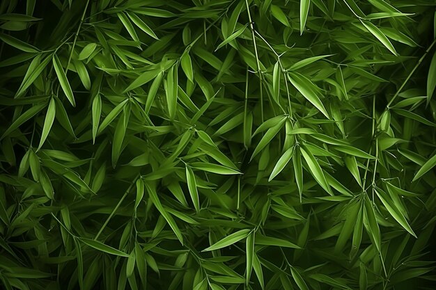 photo bamboo leaf elements green background