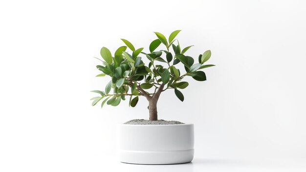 家の装飾用の観葉植物としてミニマルな鉢に入ったガジュマルの写真