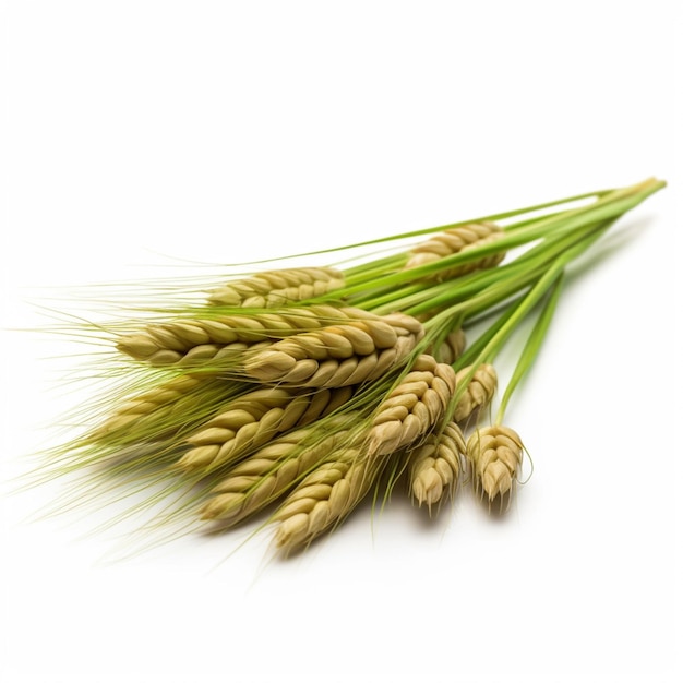 Photo of barley with no background with white back