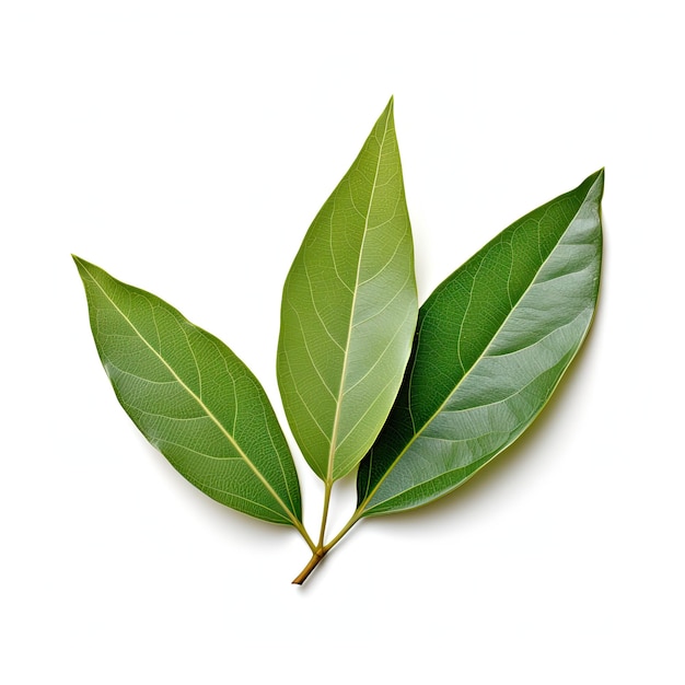 A photo of a Bay Leaf realistic white background generated by artificial intelligence