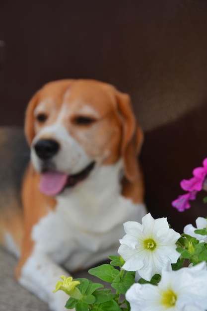 背景にビーグル犬の写真、前景のクローズアップの花