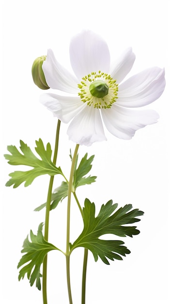 Photo of beautiful Anemone flower isolated on white background