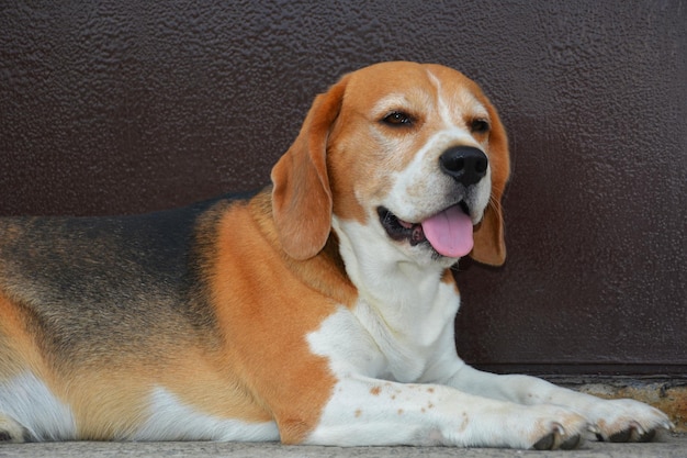 Photo beautiful beagle dog