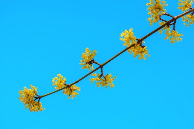 Photo of beautiful blooming yellow twig dogwood in garden in spring