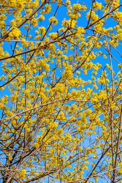 Photo of beautiful blooming yellow twig dogwood in garden in spring