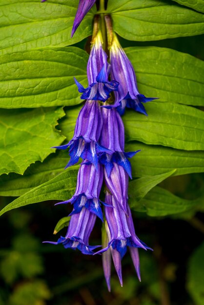 Photo of beautiful blue violet wild flower in carpathian mountains