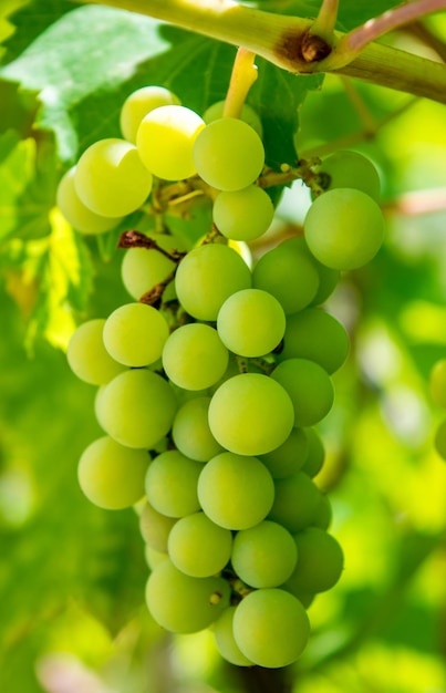 Photo of a beautiful branch of green vine grapes