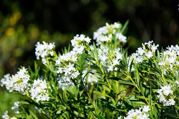 photo of beautiful bush of white flowers on the nature background in Greece 