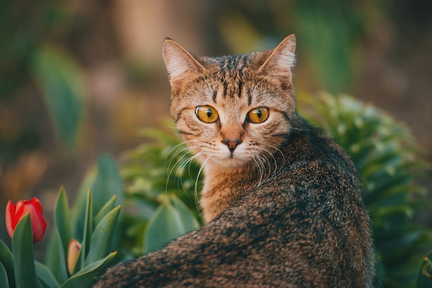 Photo of beautiful cute cat in garden, nice kitty playing outdoor at sunset.