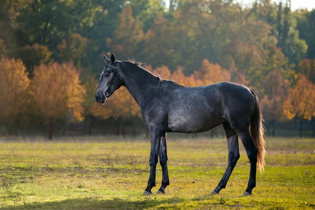 Photo of a beautiful dark horse in nature on a background plant