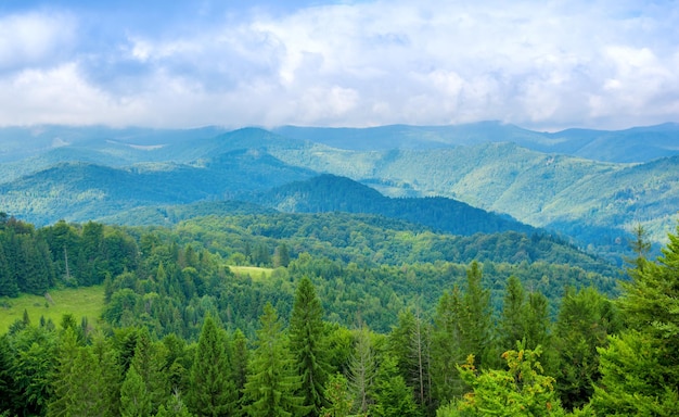 Photo of beautiful green forest and valley in Carpathian mountains