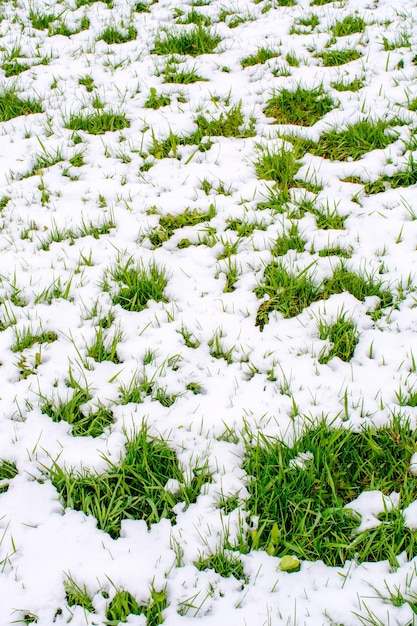 Photo of beautiful green grass after falling snow in spring