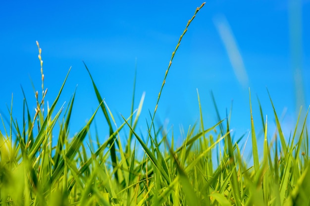 Photo of beautiful green grass at summer day on a blue sky background