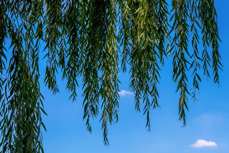 Photo photo of beautiful green willow on the blue sky background